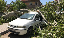 Çocuk Parkındaki tarihi çınar ağacı devrildi: 3 araç hasar gördü