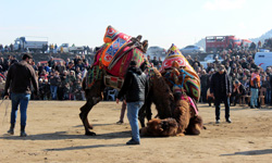 Salgın biterse develer Salihli'de 28 Şubat'ta güreşecek