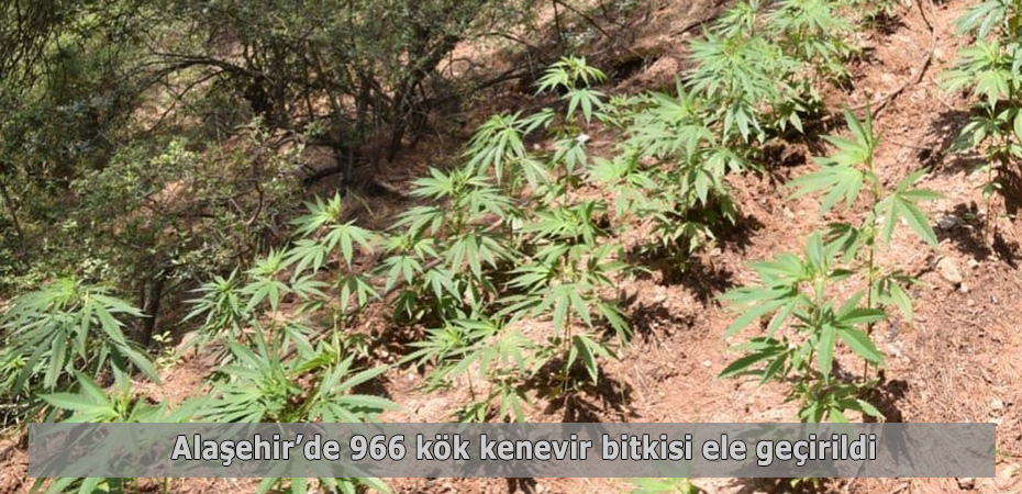 Alaşehir'de 966 kök kenevir bitkisi ele geçirildi