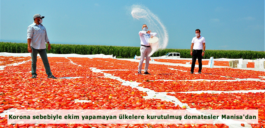 Korona sebebiyle ekim yapamayan lkelere kurutulmu domatesler Manisa'dan