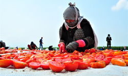 Korona sebebiyle ekim yapamayan ülkelere kurutulmuş domatesler Manisa'dan