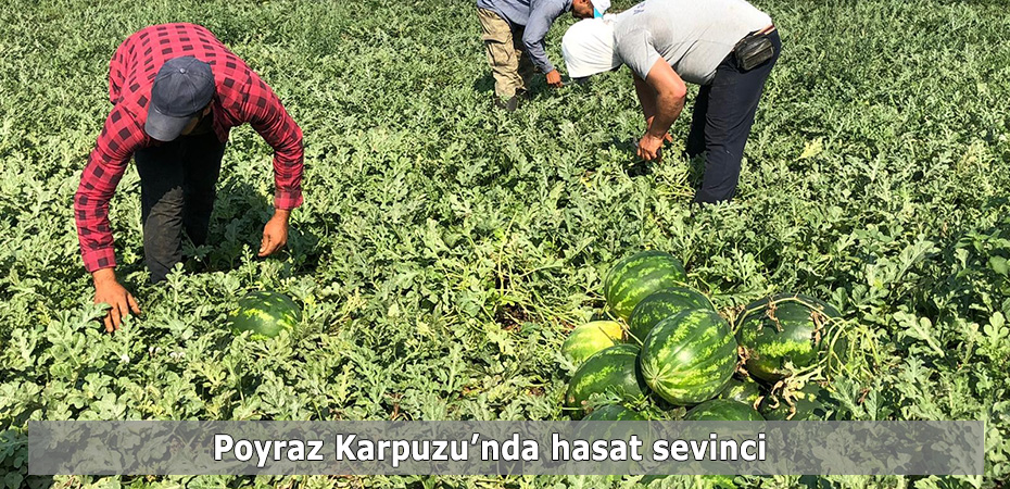 Manisa'nn nl Poyraz Karpuzu'nda hasat sevinci